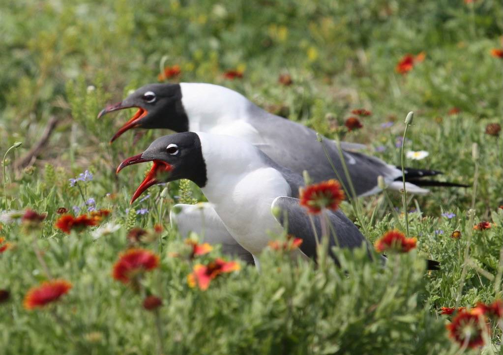 laughing gulls by ricmcarthur is licensed under CC BY-NC 2.0.